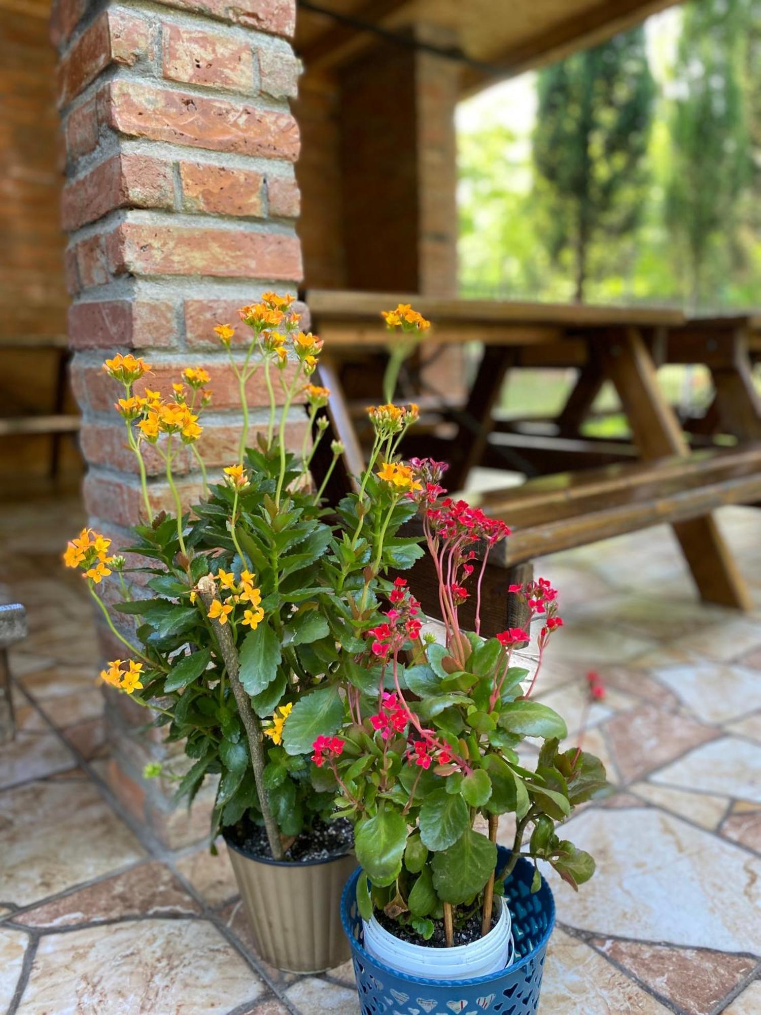 Guest House Shekvetili Экстерьер фото